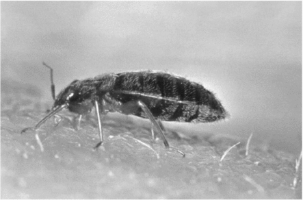 Product picture Bed Bugs How to Prevent and Treat this Threat